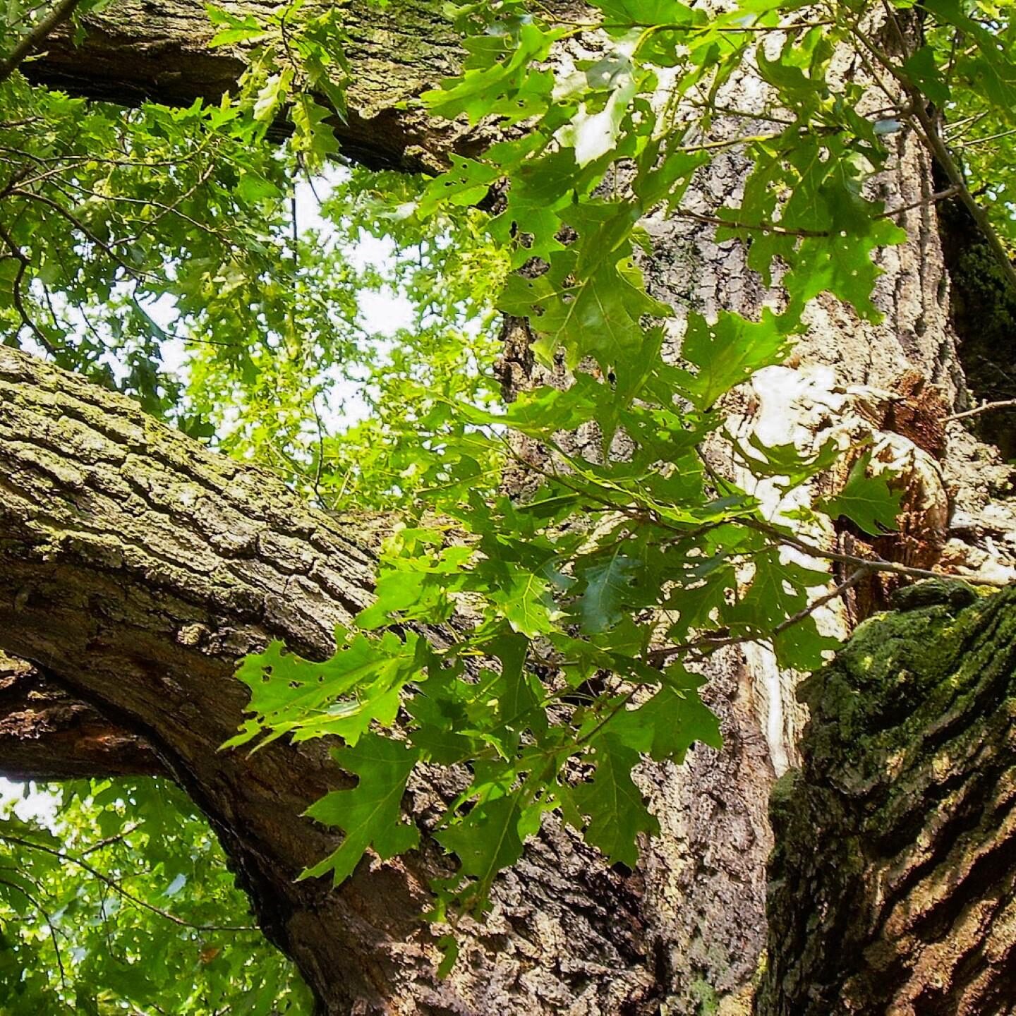 Black Oak Bark