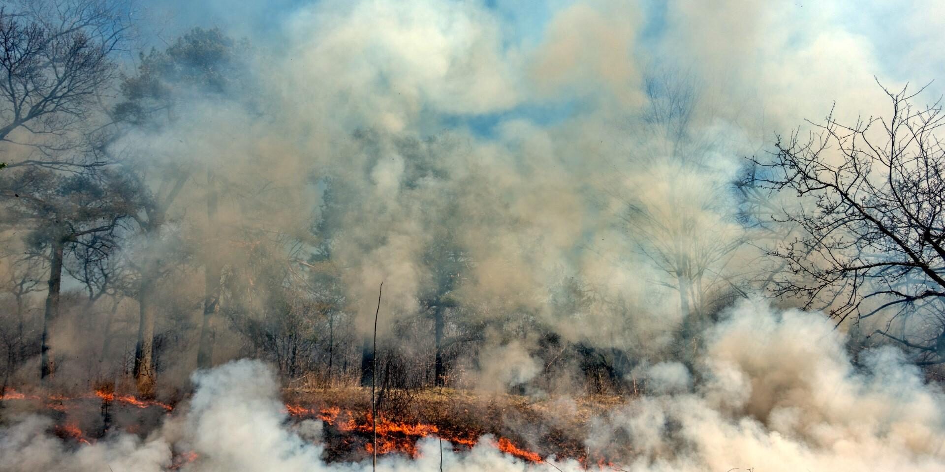 Prescribed Burn 2015. Photo: Oliver Pauk