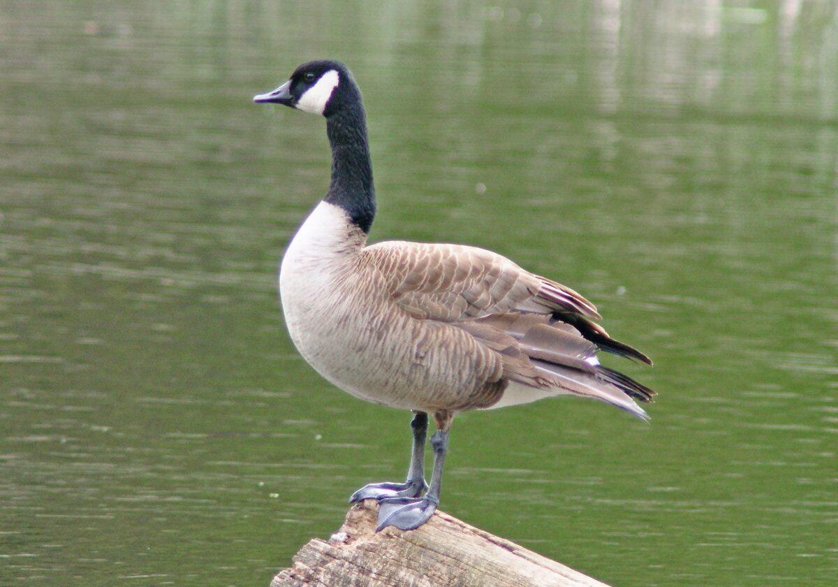 Canada Goose. Photo: Katherine Pawling