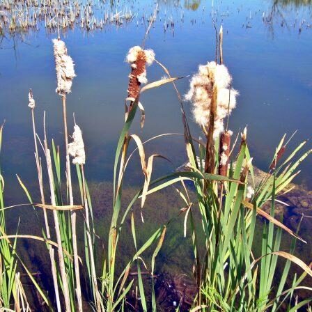 Cattails