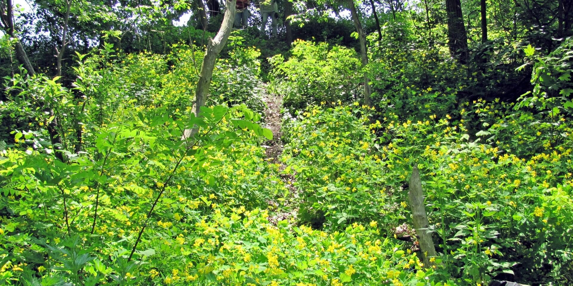 Greater Celandine Field. Photo: Sharon Lovett