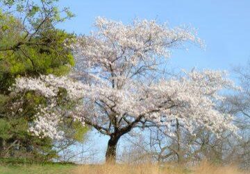 Cherry Tree in High Park. Photo: Sharon Lovett