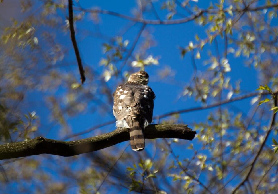 Cooper's Hawk. Photo: Tony Pus