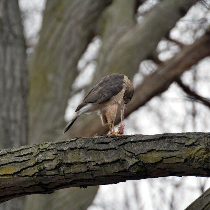 Cooper's Hawk. Photo: Tony Pus