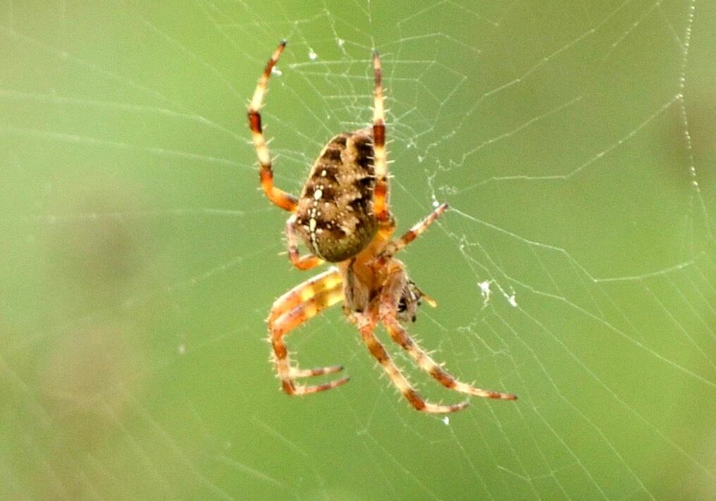 Cross Orbweaver, Araneus diadematus. Photo: Krista Adams