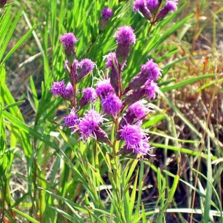 Cylindrical Blazing Star. Photo: Sharon Lovett