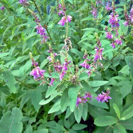 Showy Tick-Trefoil. Photo: Sharon Lovett