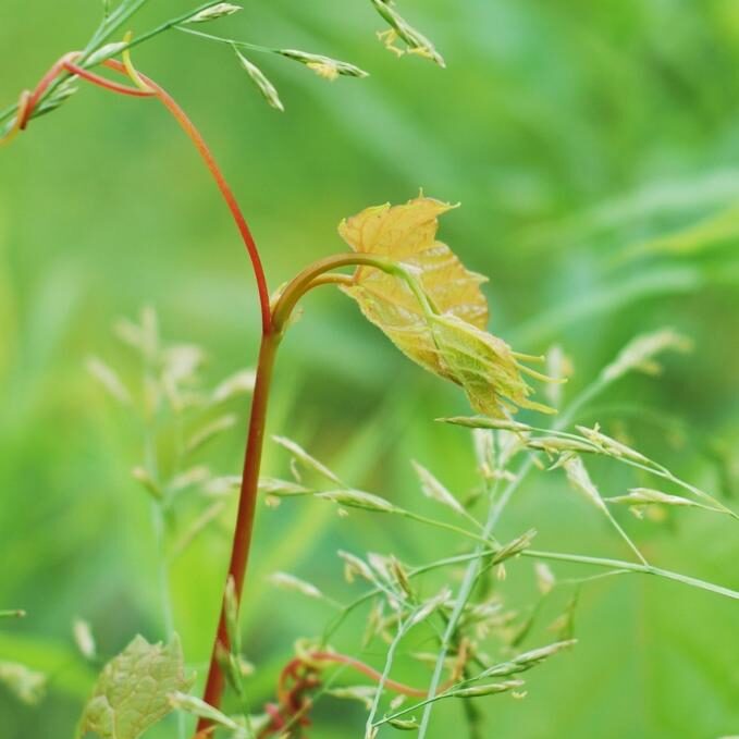 Grass & Grapevine. Photo: Nicole Rulff