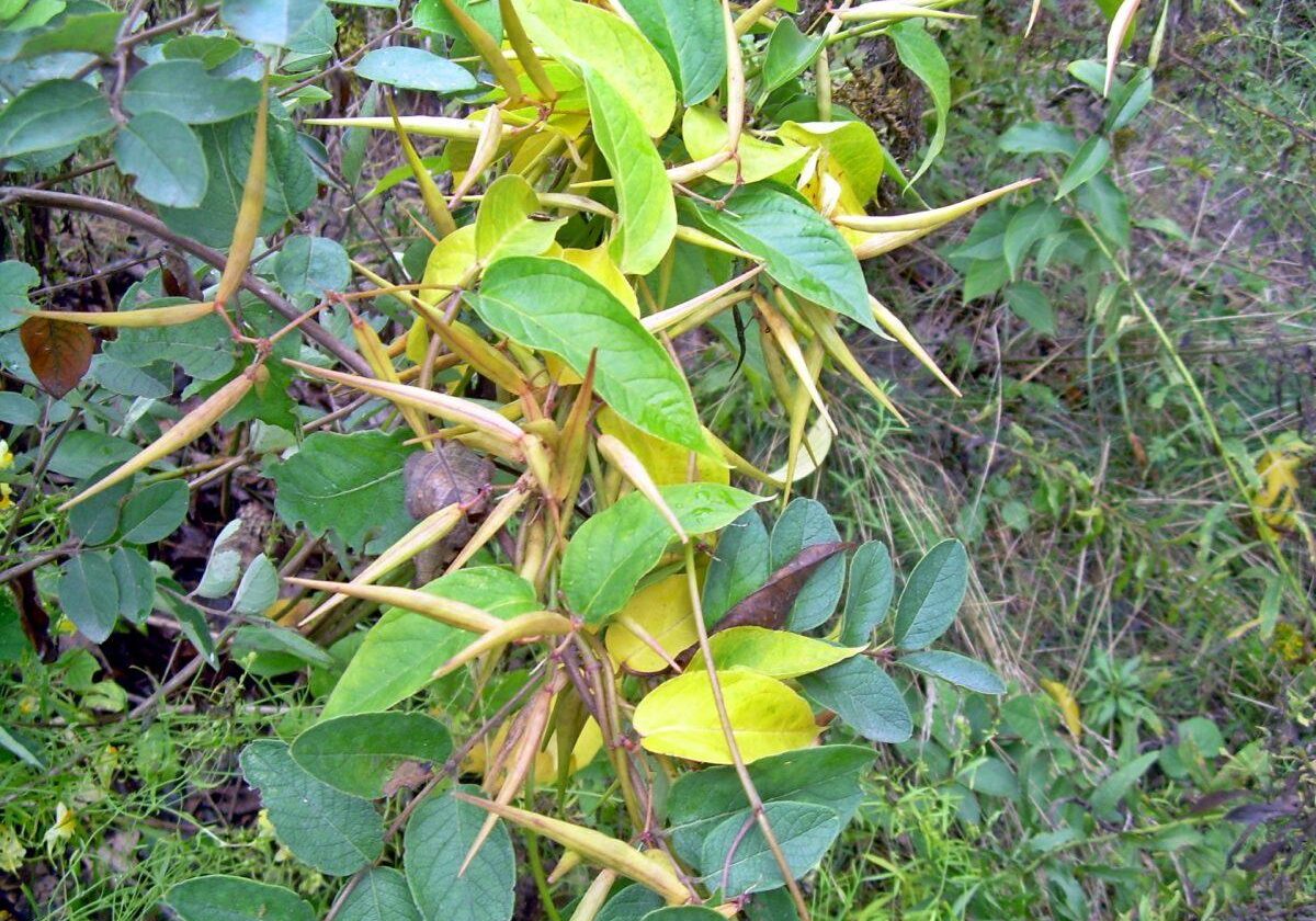 Dog Strangling Vine Seed Pods. Photo: Sharon Lovett