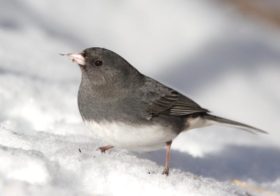 Dark-eyed Junco. Photo: Iain Fleming