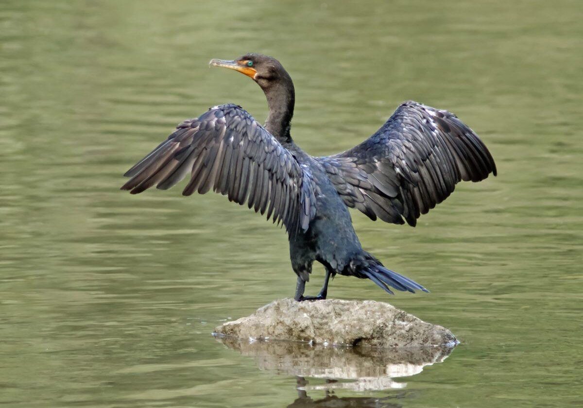 Double-crested Cormorant. Photo: Katherine Pawling