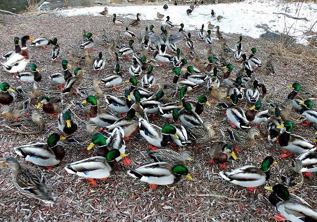 Ducks in winter. Photo: Lenka Holubec