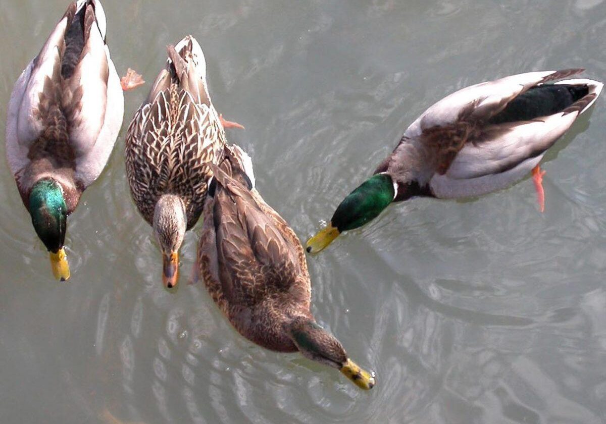 Ducks. Photo: Peter Weis