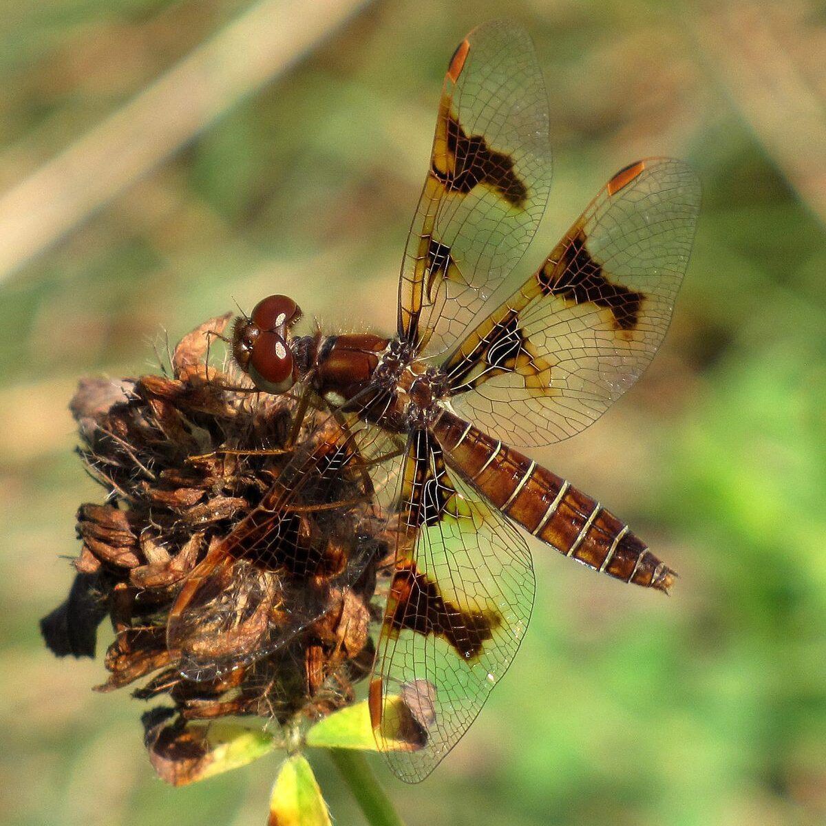 Eastern Amberwing female. Photo: Bob Yukich