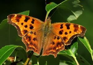 Eastern Comma. Photo: Bob Yukich