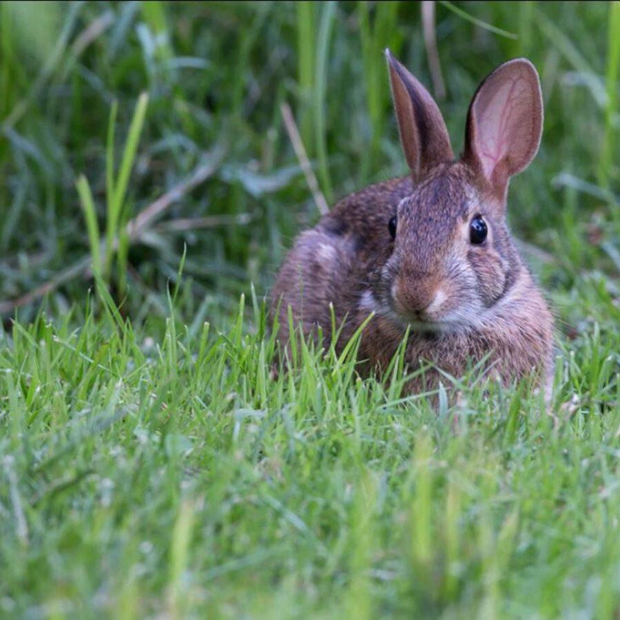 Eastern Cottontail. Photo Steven Rose-e