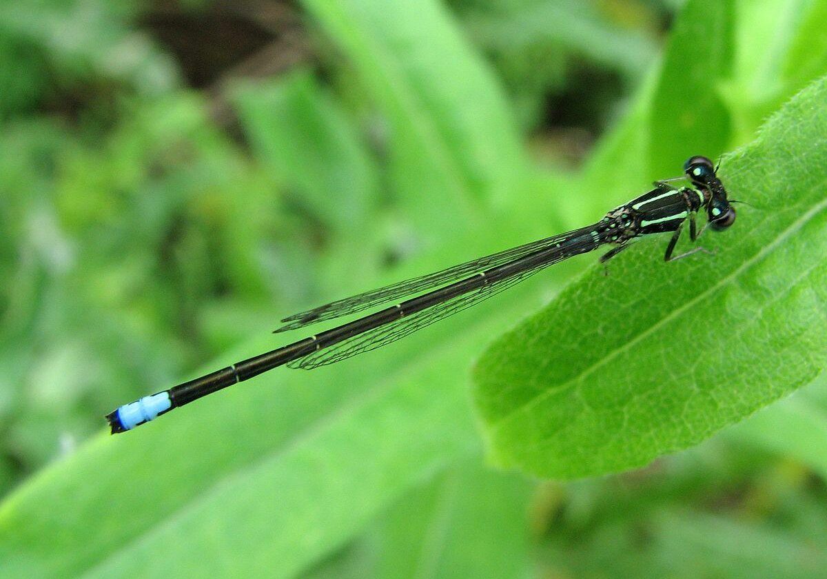 Eastern Forktail male. Photo: Bob Yukich
