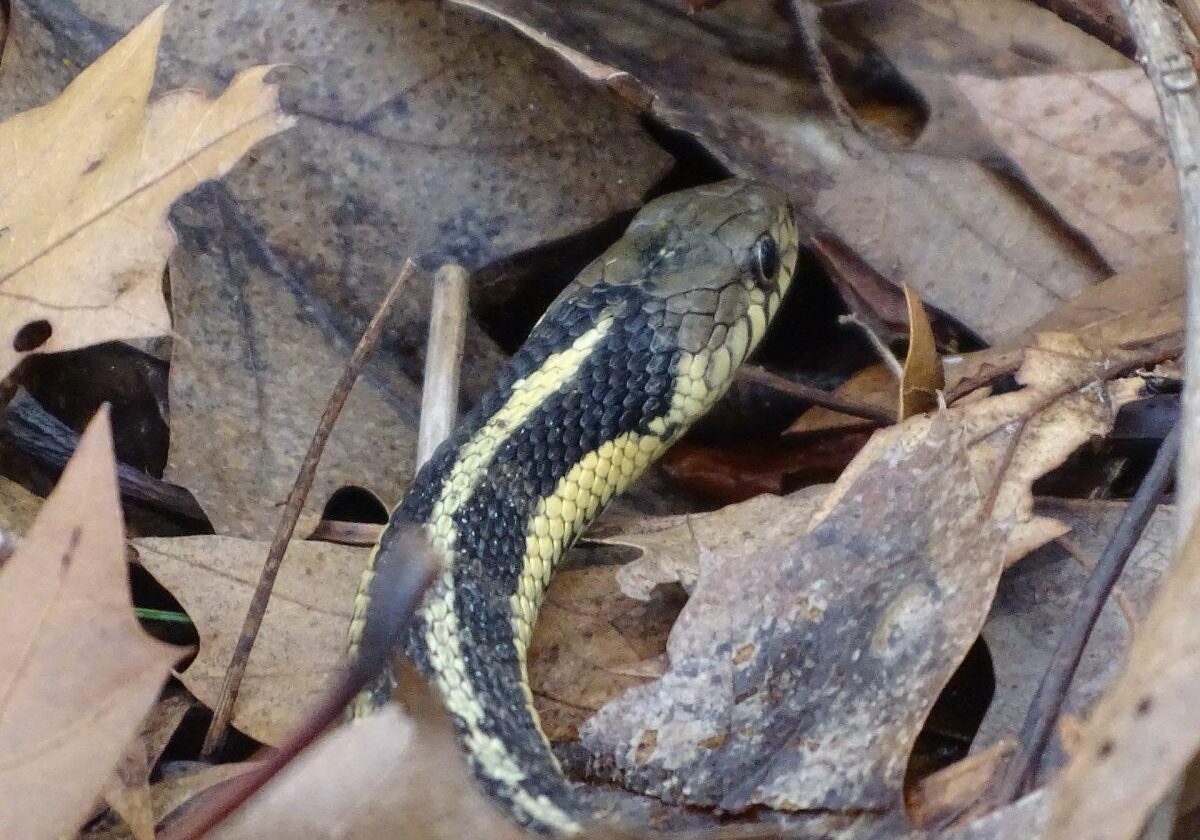 Eastern Garter Snake. Photo: Ken Mulhall