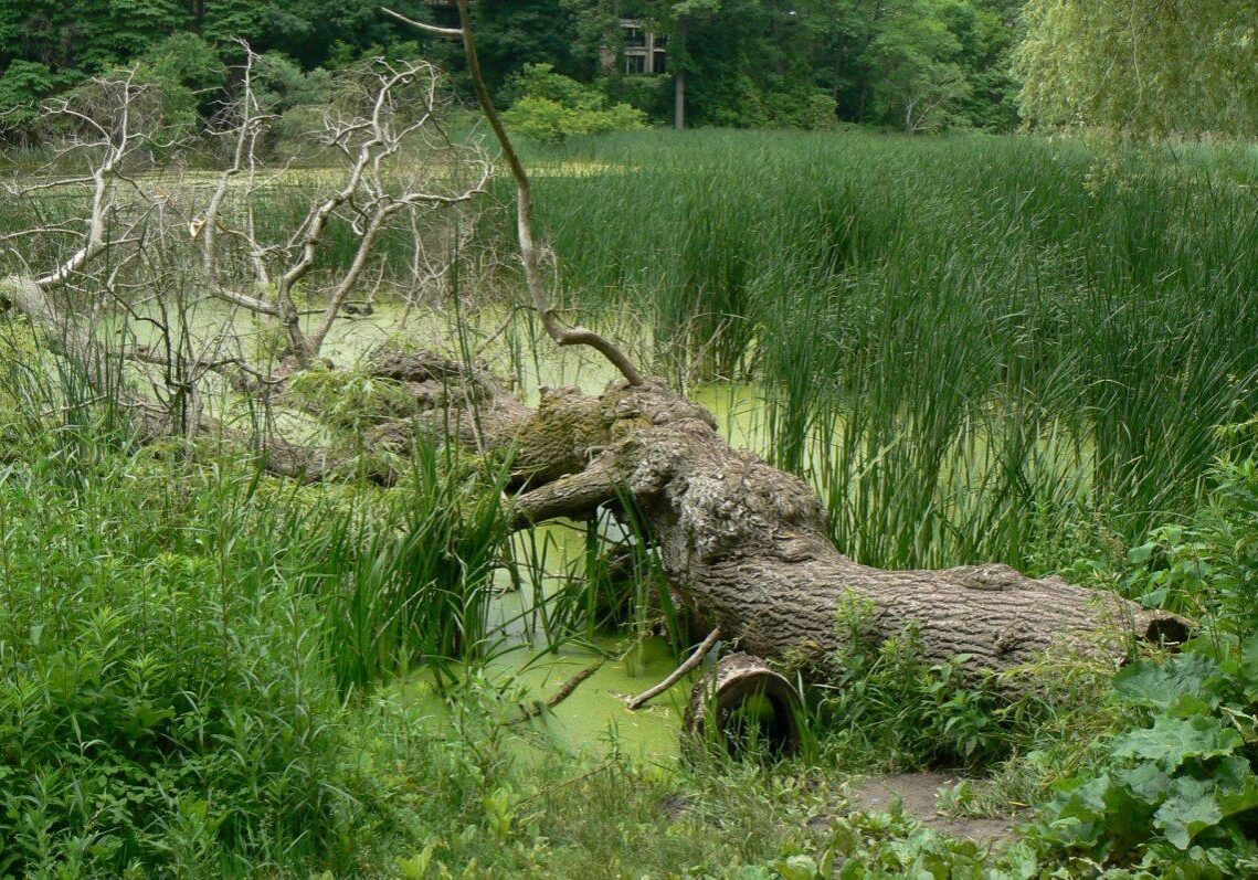 Fallen willow adds to wildlife habitat. Photo: Karen Yukich