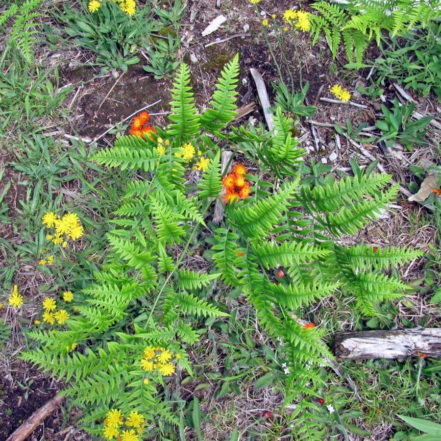 Ferns and Flowers