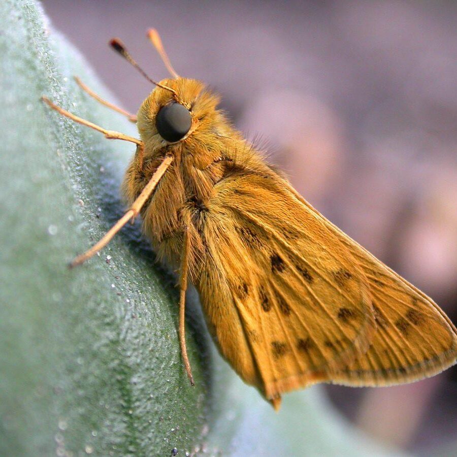 Fiery Skipper. Photo: Bob Yukich