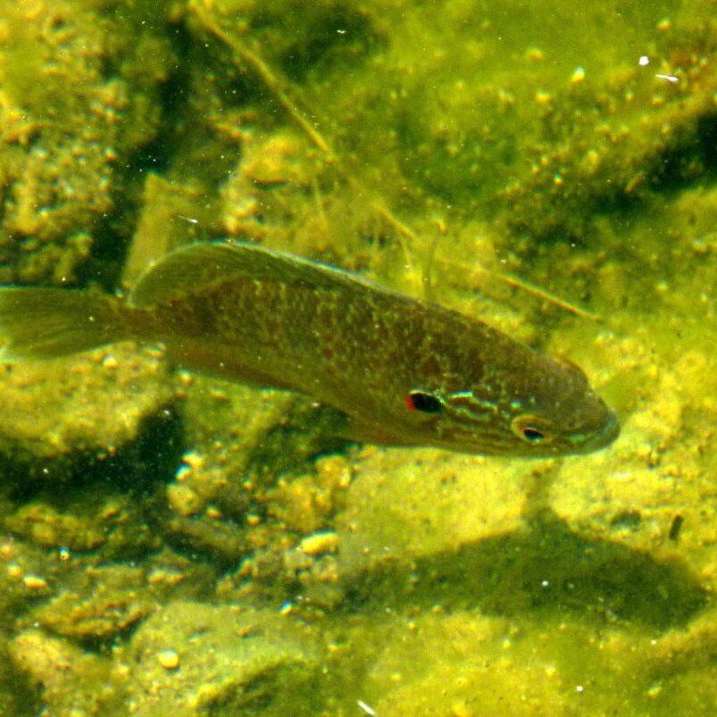 Pumpkinseed. Photo: Karen Yukich