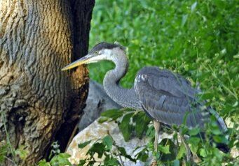 Great Blue Heron. Photo: Pat Parent