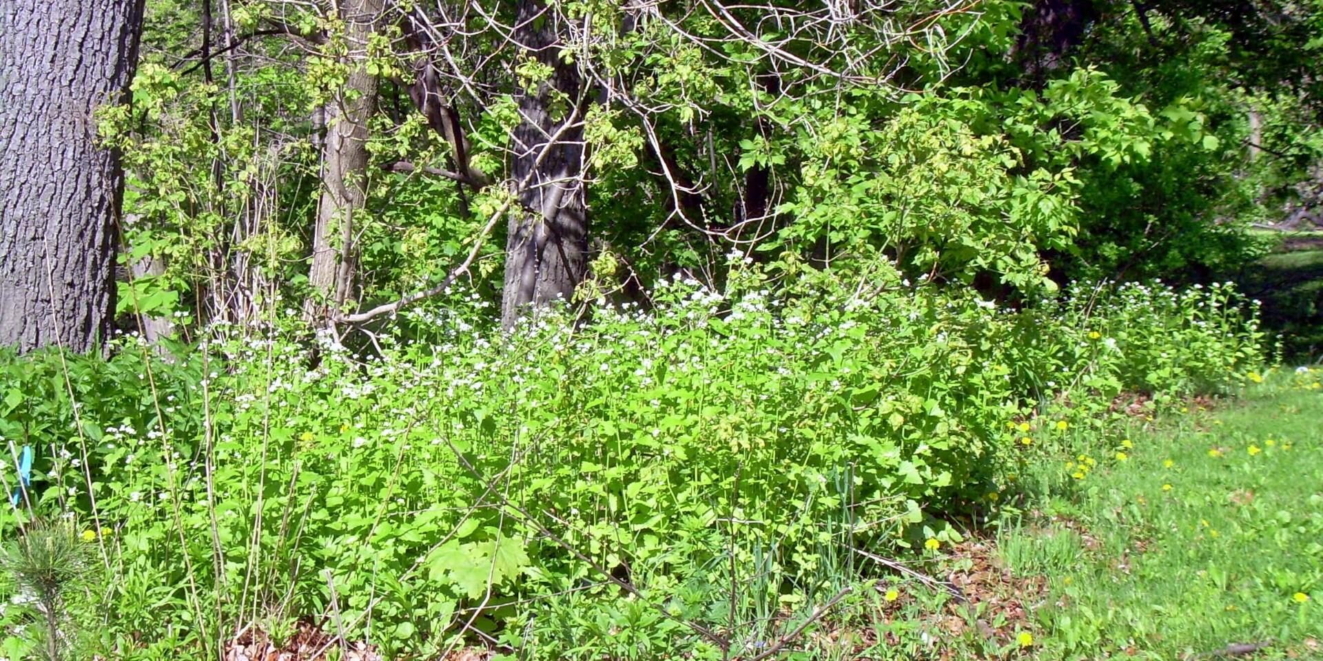 Garlic Mustard field. Photo: Sharon Lovett