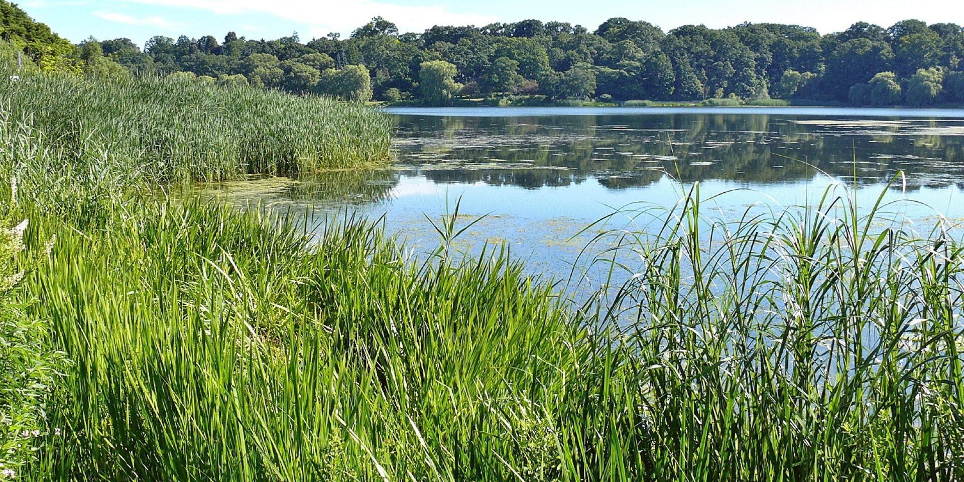 Wetland Plants at Grenadier Pond. Photo: David Stoneleigh