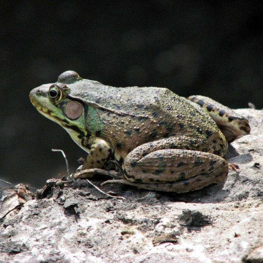 Green Frog. Photo: Bob Yukich