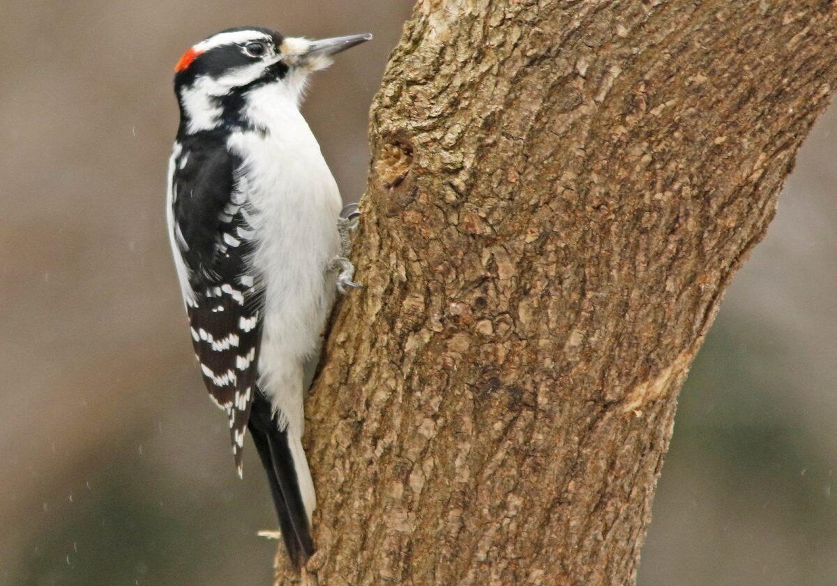 Hairy Woodpecker male. Photo: David Beadle
