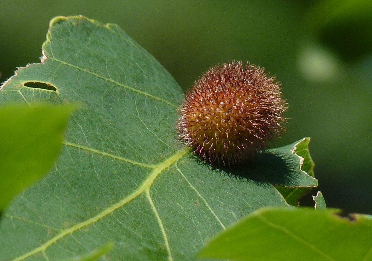 Hedgehog Gall. Photo: Karen Yukich