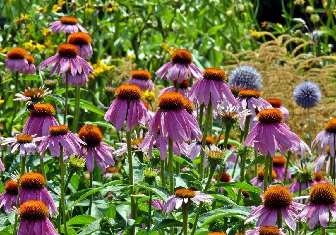 Flower bed. Photo: Karen Yukich