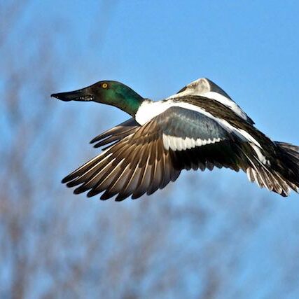 Northern Shoveler. Photo: Iain Fleming