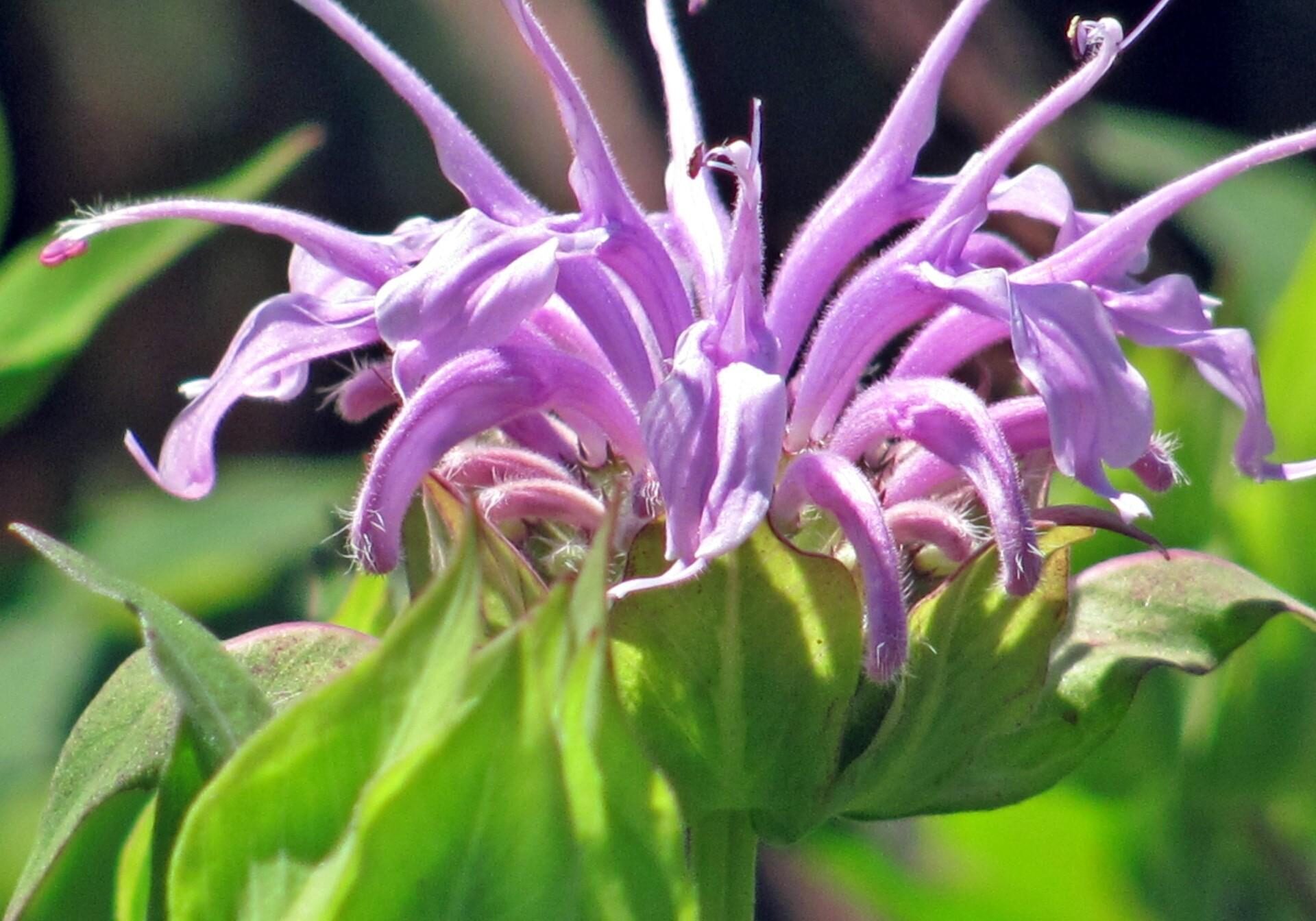 Wild Bergamot-Monarda-Bee Balm. Photo: Sharon Lovett