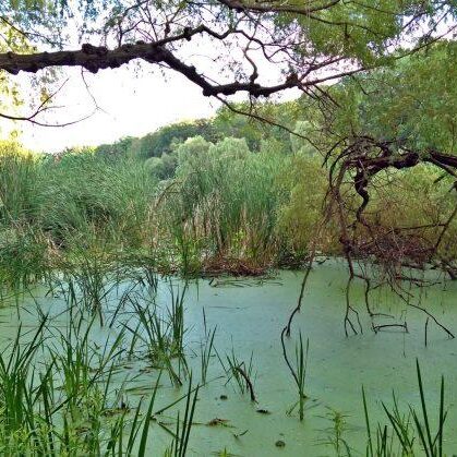 Pond. Photo: Cindy Stanleigh