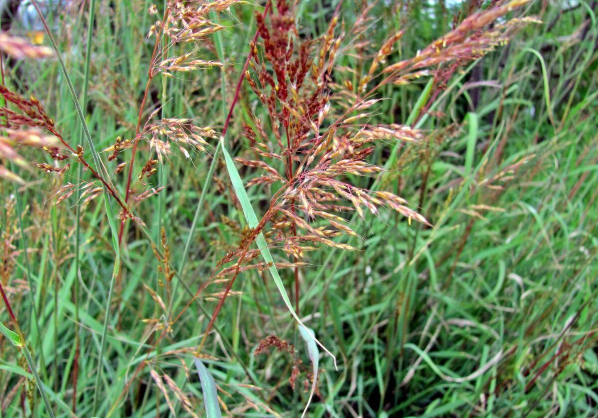 Indian Grass. Photo: Sharon Lovett