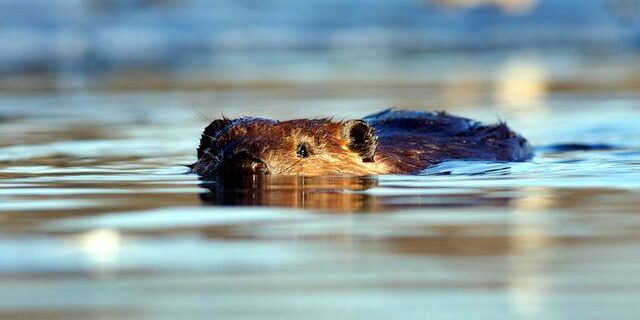 Beaver. Photo: Iain Fleming