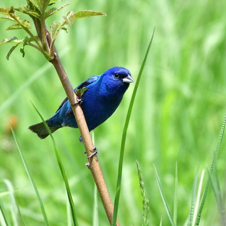 Indigo Bunting male. Photo: JM