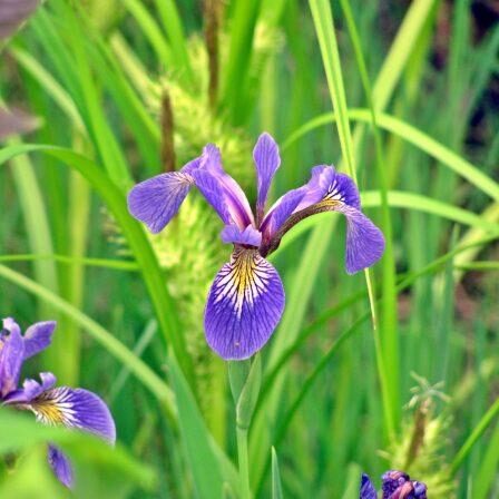 Blue-Flag Iris