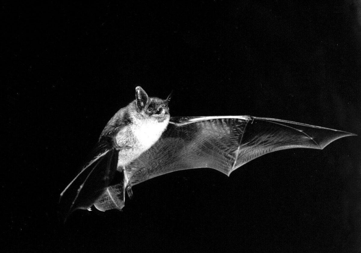 Little Brown Bat. Photo: M. B. Fenton