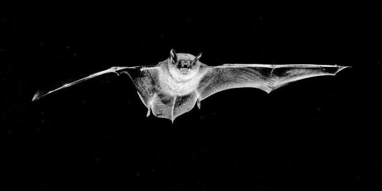 Little Brown Bat. Photo: M. B. Fenton