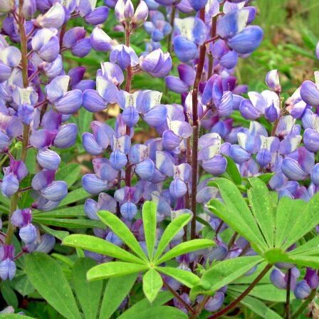 Wild Lupines. Photo: Sharon Lovett