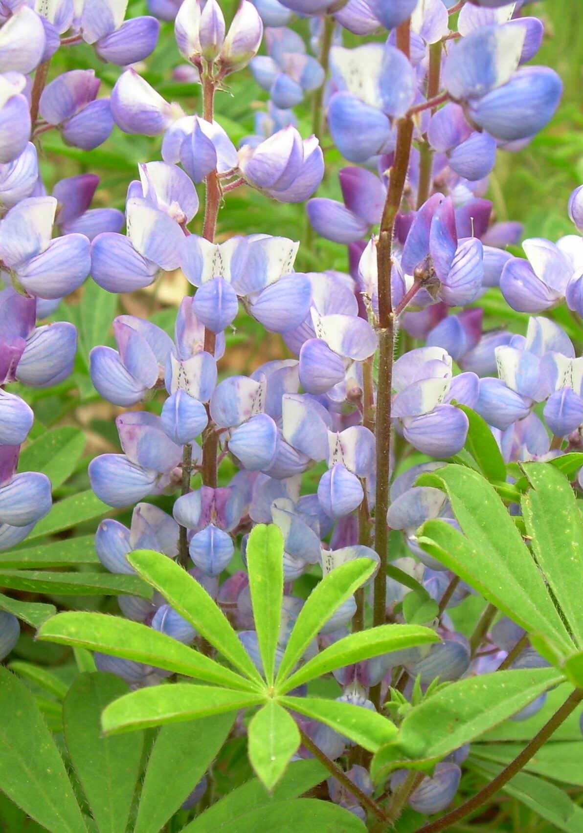 Blue Lupines. Photo: Sharon Lovett