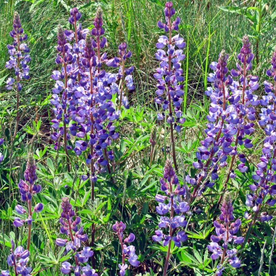 Lupines