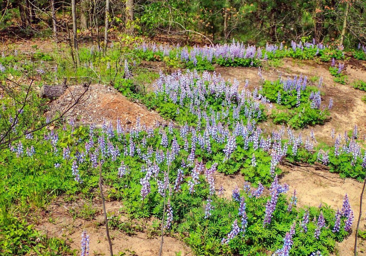 Black Oak Savannah lupines. Photo: Karen Yukich