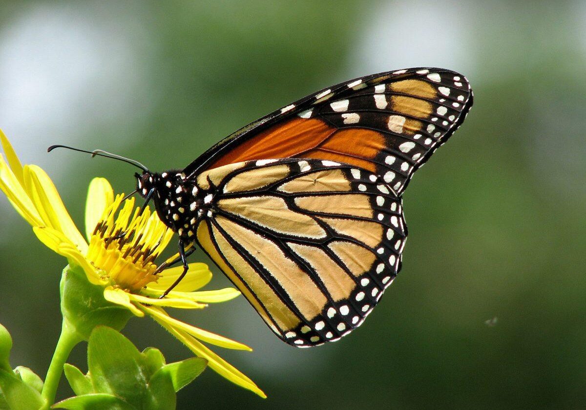 Monarch. Photo: Bob Yukich