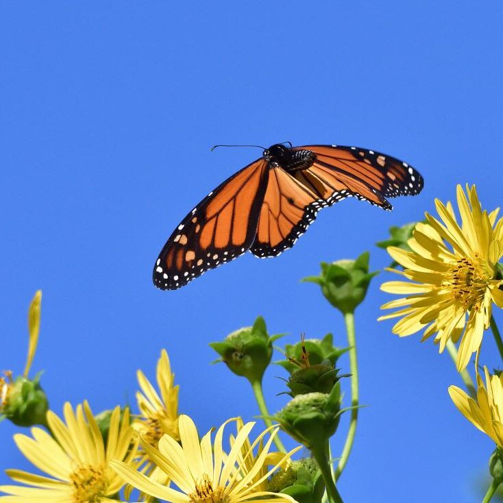 Monarch in flight. Photo: JM