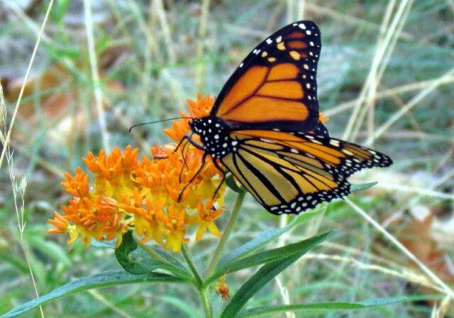 Monarch on Butterfly Milkweed