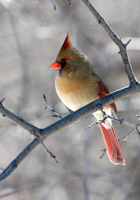 Northern Cardinal female. Photo: Iain Fleming